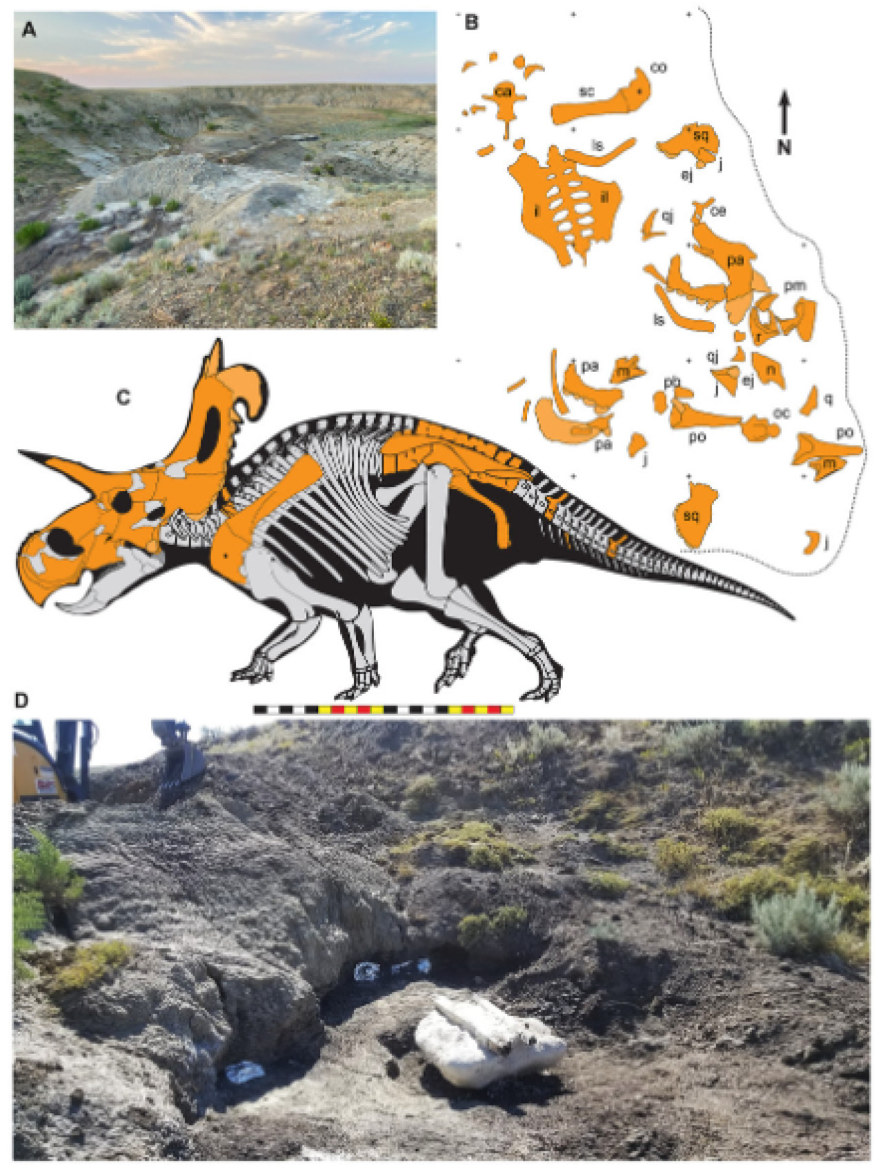Las características del Lokiceratops Rangiformis. Foto: X.
