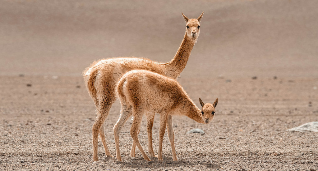 Vicuña, animal. Foto: Unplash.