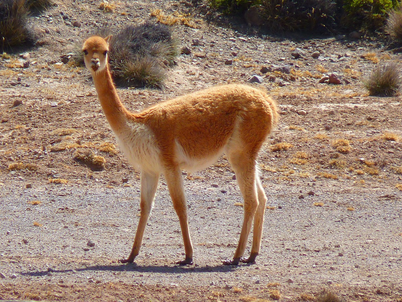 Vicuña, animal. Foto: Pixabay.