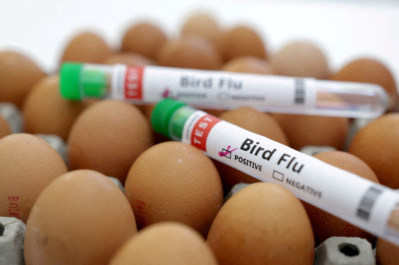 Gripe aviar. Foto: Reuters.