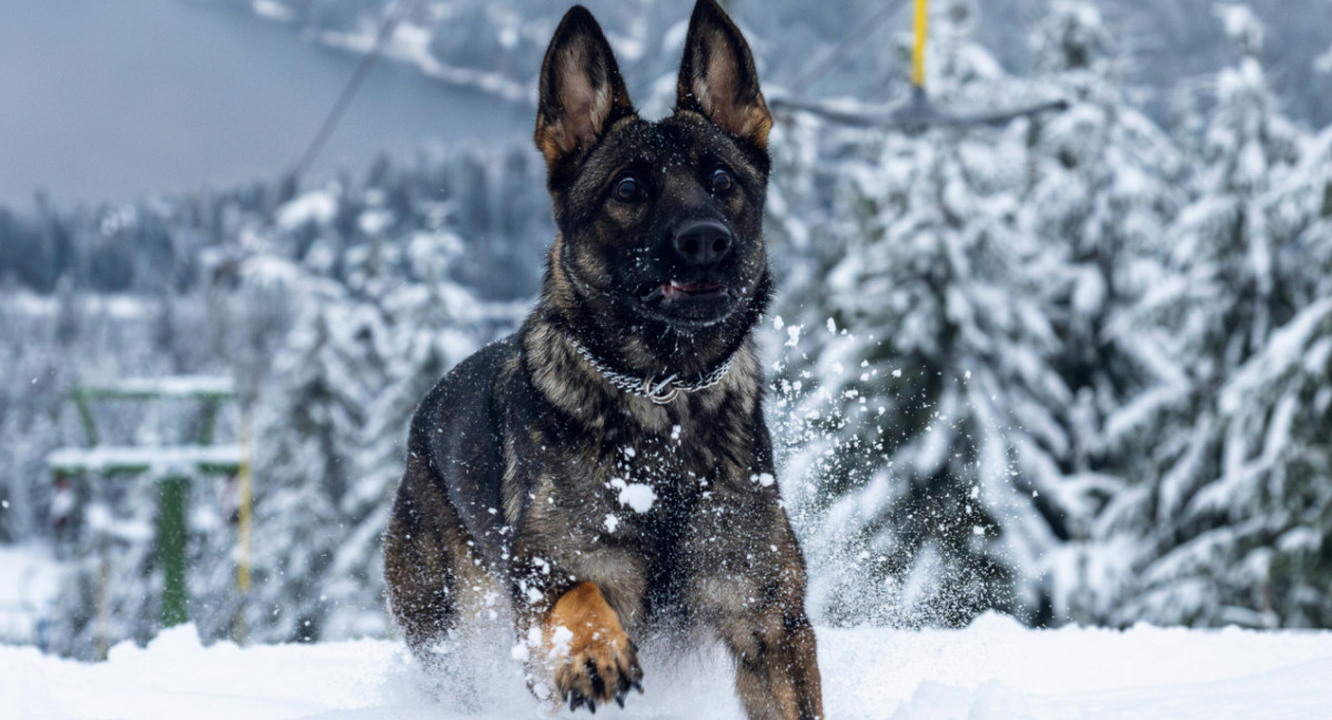 Perros, nieve, frío. Foto: Unsplash.