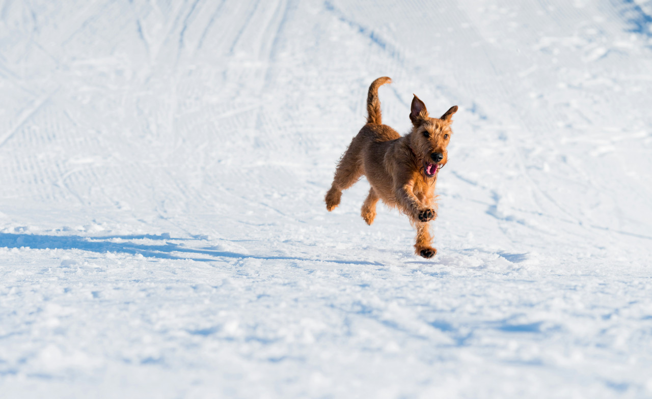 Perros, nieve, frío. Foto: Unsplash.