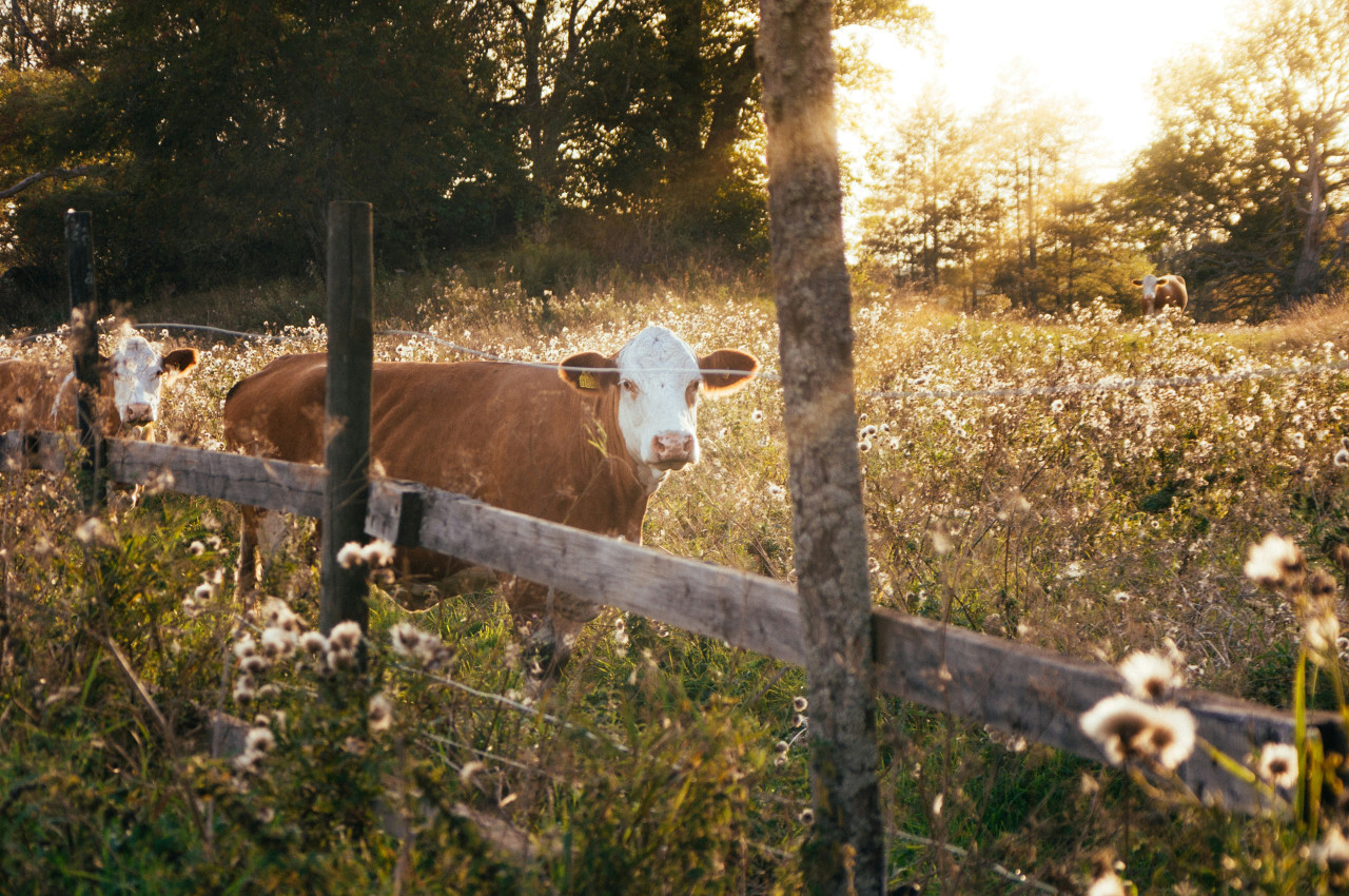 Vacas. Foto: Unsplash.