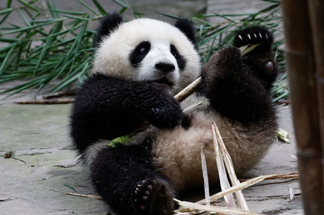 La pareja de pandas Yun Chuan y Xin Bao viaja desde China a un zoológico de Estados Unidos. Foto: Reuters.