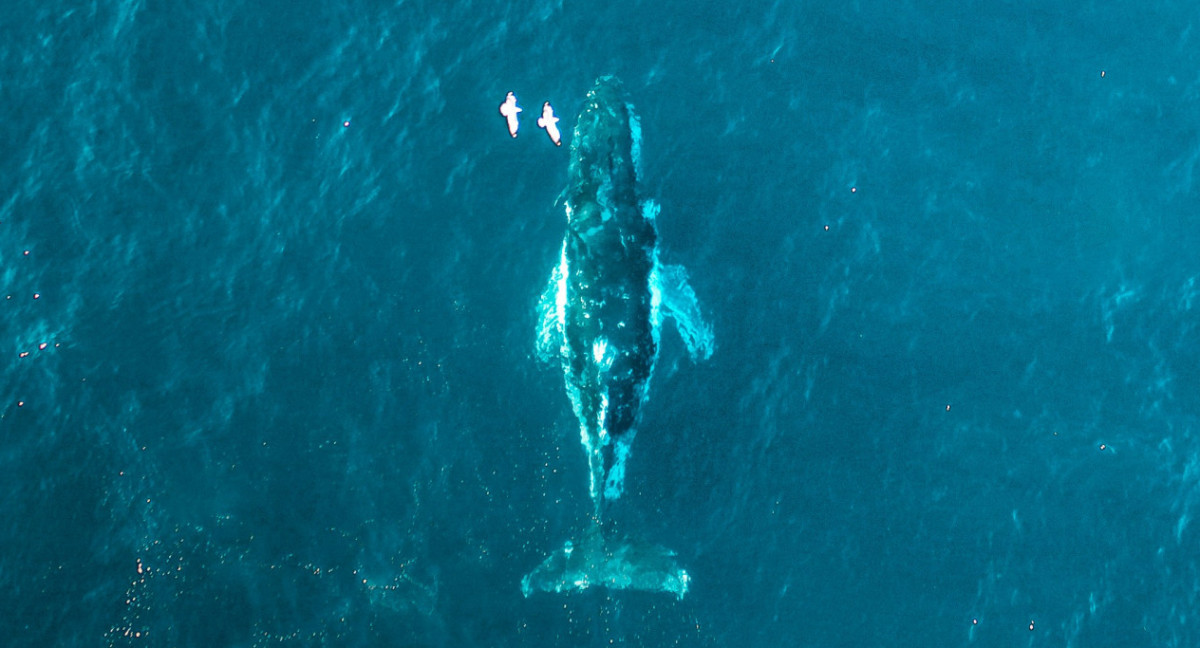 Ballena. Foto: Unsplash