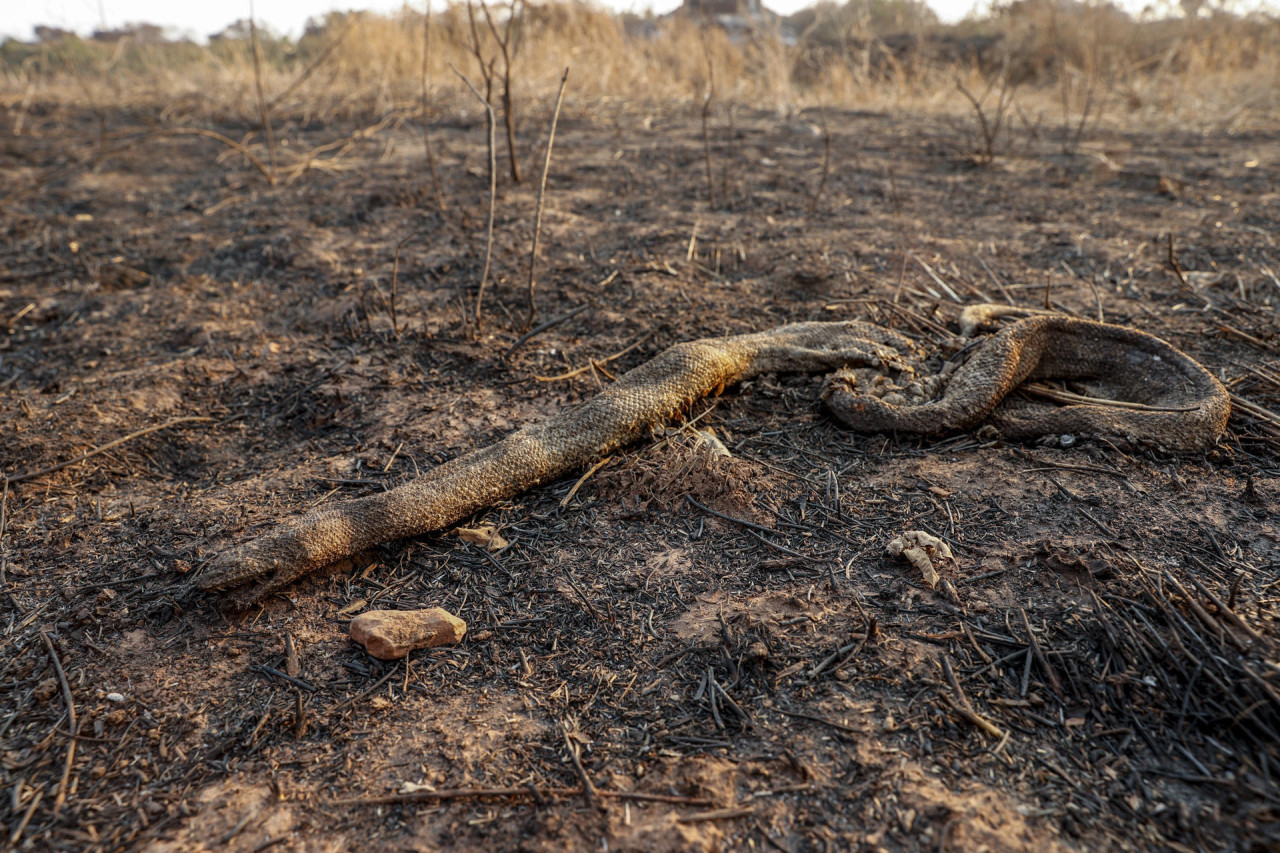 Pantanal brasileño, incendio. Foto: EFE