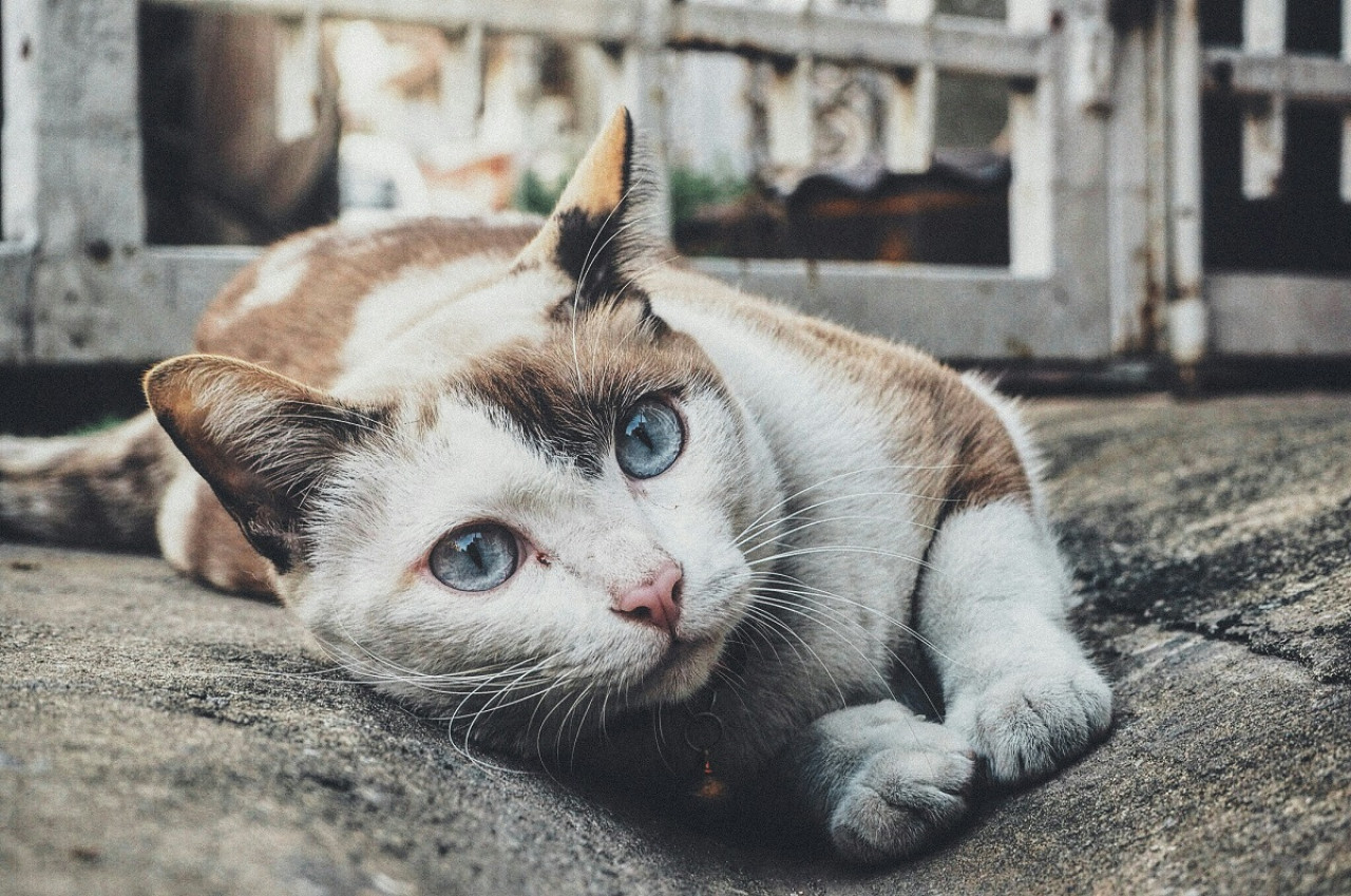 Gato; felino; mascota. Foto: Unsplash.