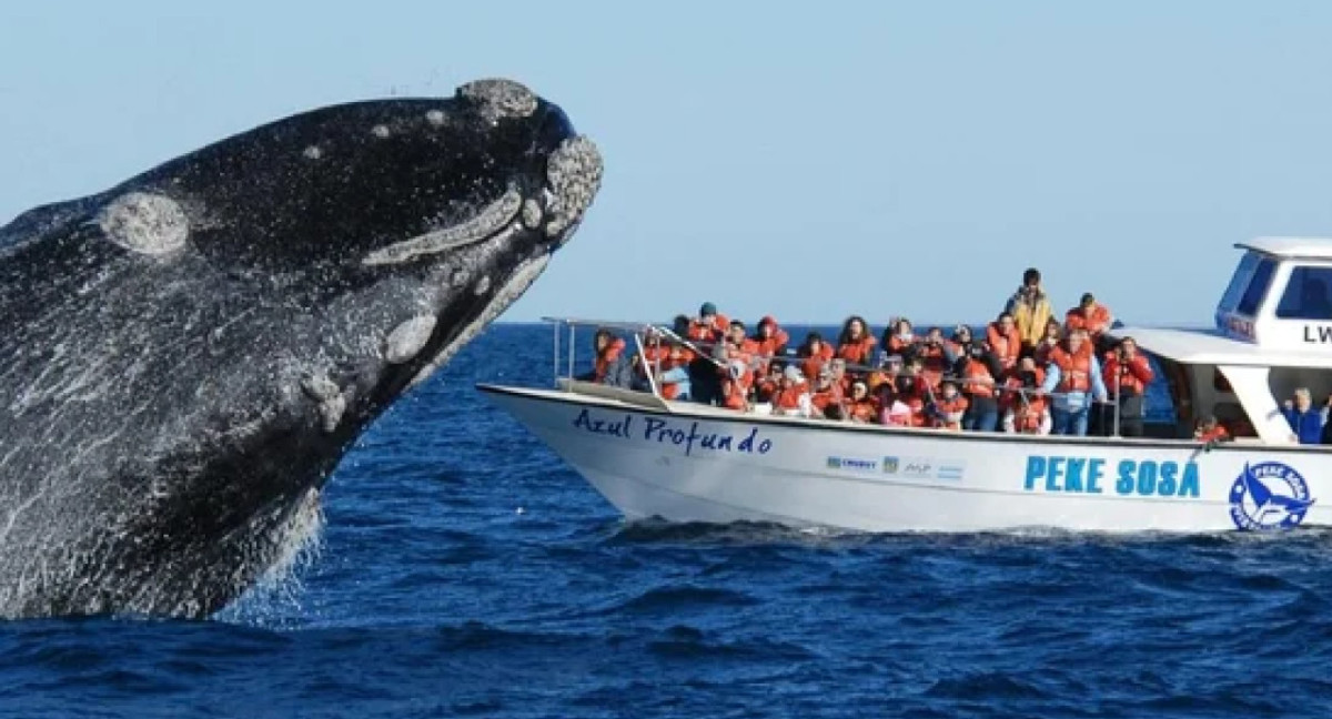 Temporada de ballenas. Foto NA.