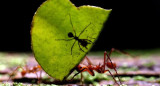 Carpenter ants. Photo: Reuters