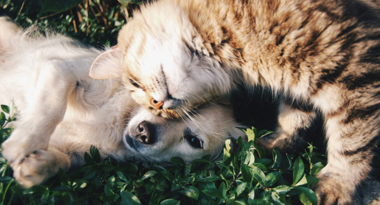 Mascotas; perros; gatos. Foto: Unsplash.