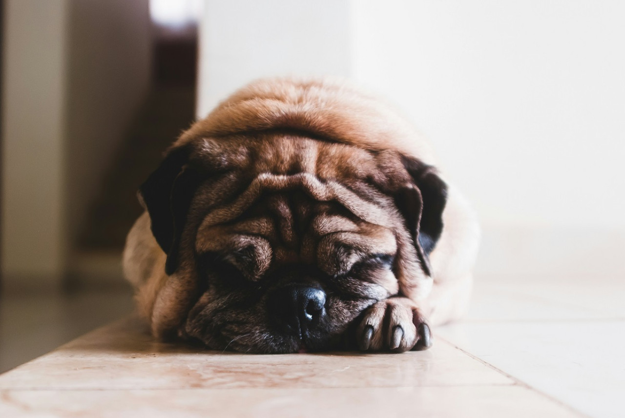 Mascotas; perros. Foto: Unsplash.