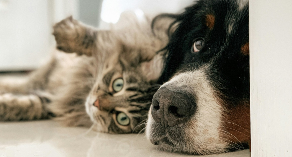 Perros y gatos. Foto Unsplash.