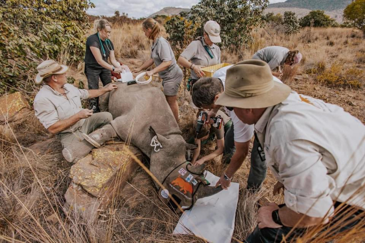 El insólito método para frenar la caza de rinocerontes en Sudáfrica. Foto: X/@rhisotope