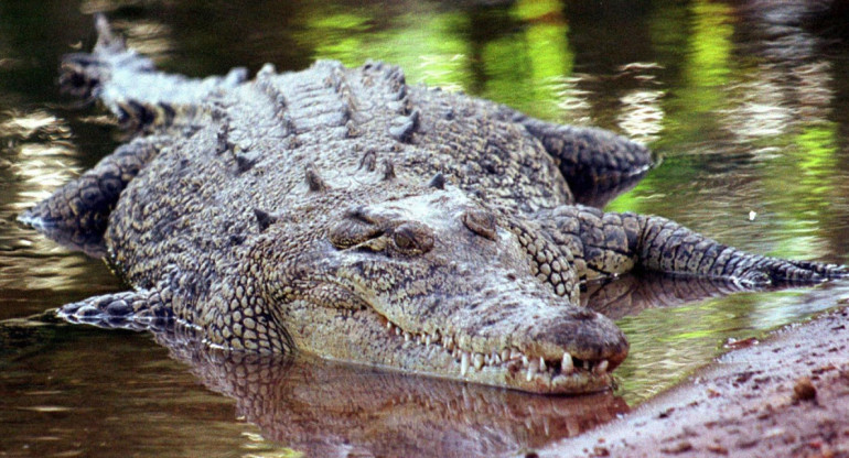 Cocodrilo de Australia. Foto: EFE.