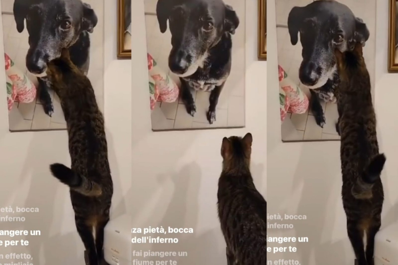 El emocionante video de un gato que hizo llorar a su dueña al recordar a una perrita fallecida. Foto: Instagram / @asyacutrino.
