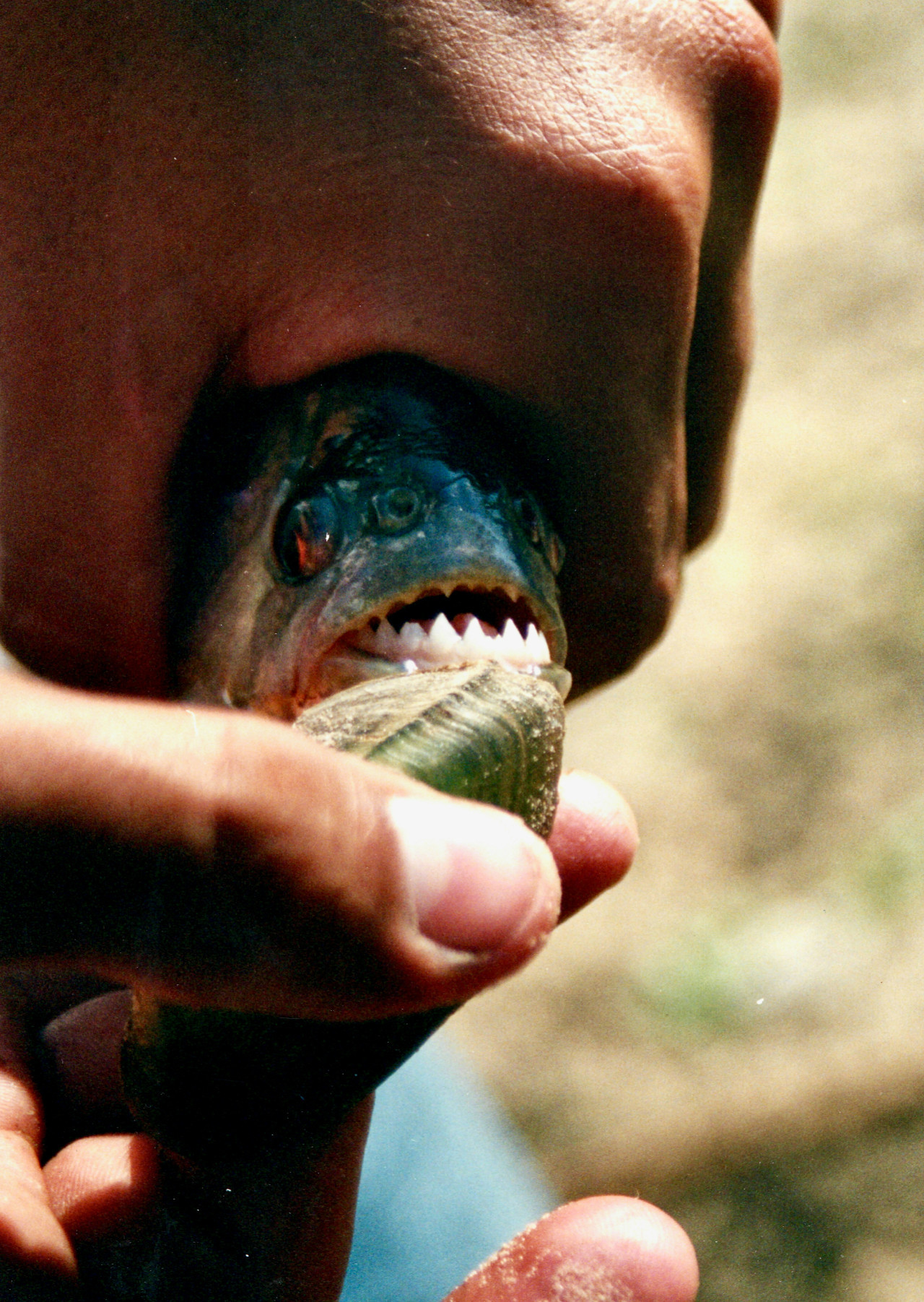 Las pirañas son conocidas por sus particulares dientes. Foto: Unsplash.