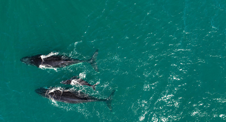 Ballenas. Foto: EFE.