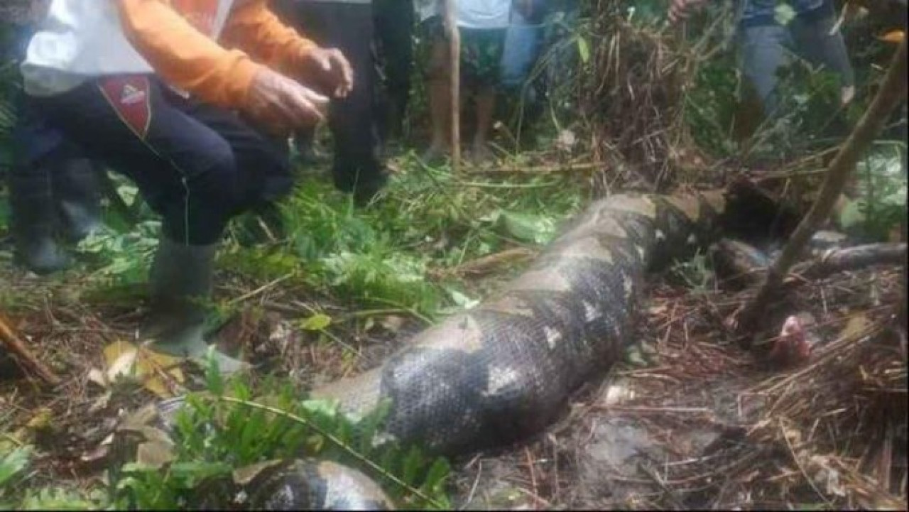 Encuentran a una mujer dentro de una pitón. Fuente: X