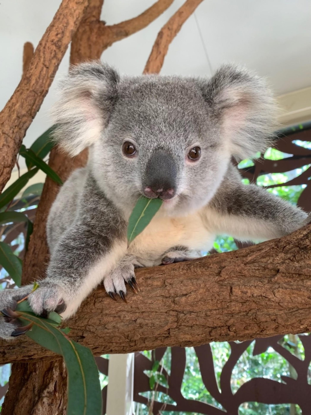 Se prohíben los abrazos a los koalas, ya que los consideran estresantes para ellos. Foto: EFE.