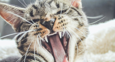 Gato, animal. Foto: Unsplash