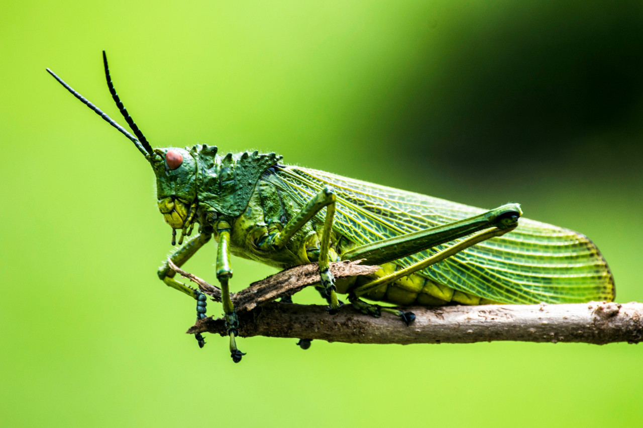 Insectos. Foto: Unsplash.