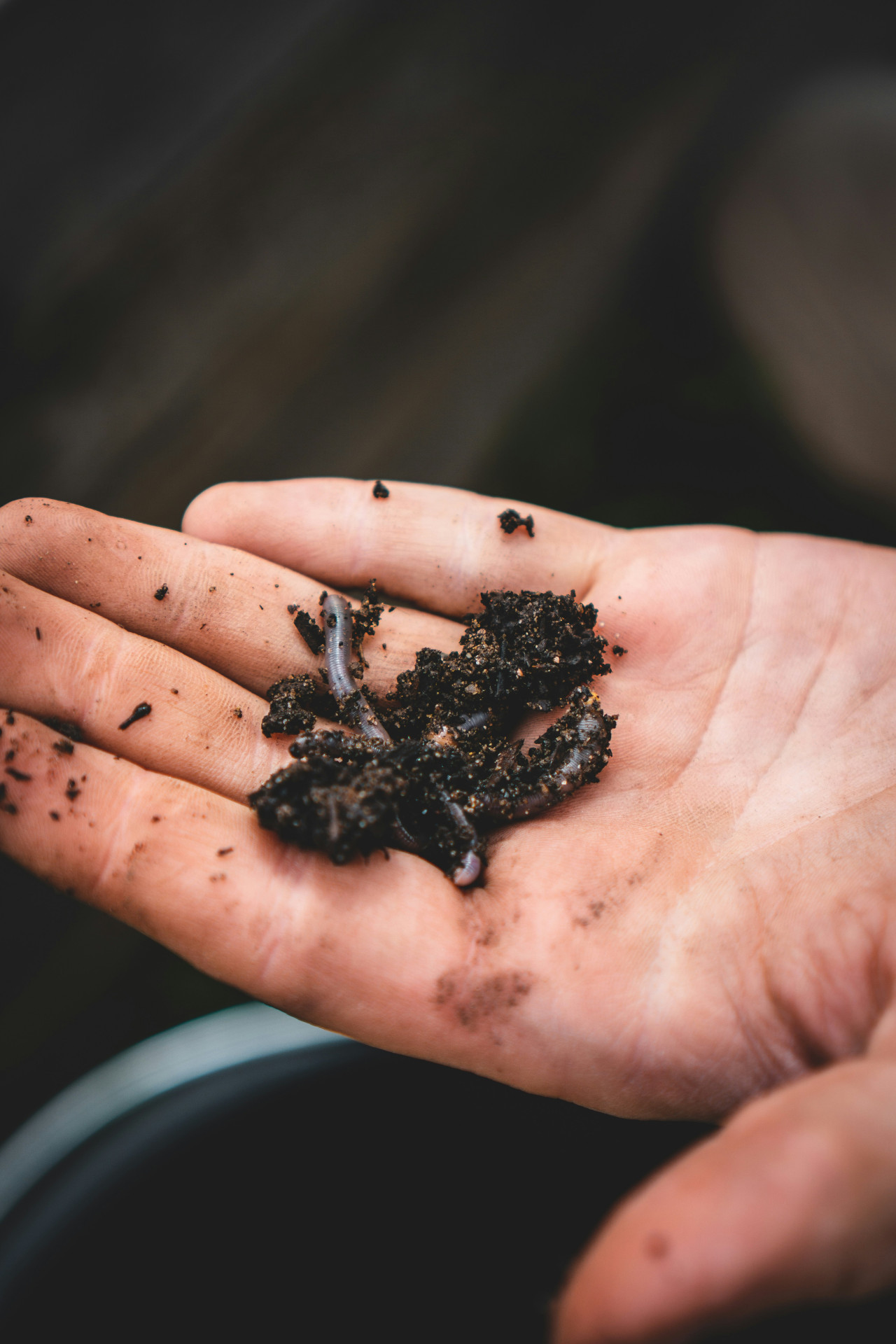 Insectos. Foto: Unsplash.