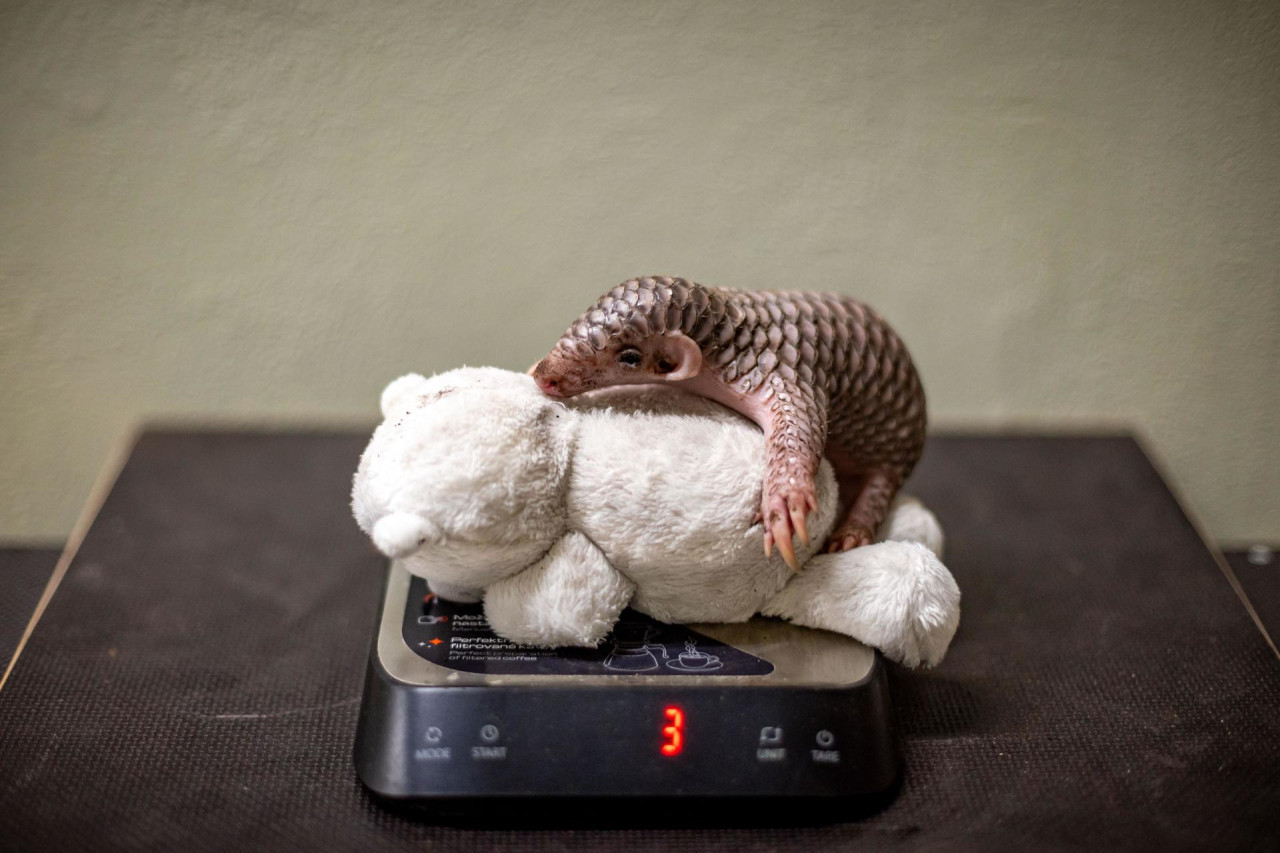 Nace en el zoológico de Praga la segunda cría de pangolín chino en Europa. Foto: EFE.