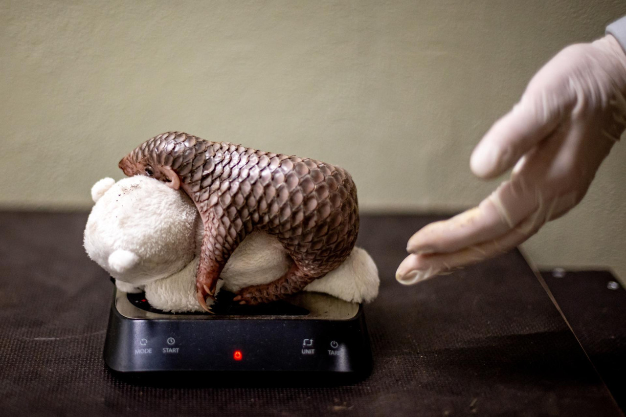 Nace en el zoológico de Praga la segunda cría de pangolín chino en Europa. Foto: EFE.