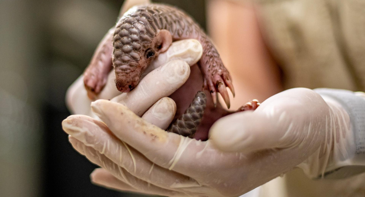 Nace en el zoológico de Praga la segunda cría de pangolín chino en Europa. Foto: EFE.