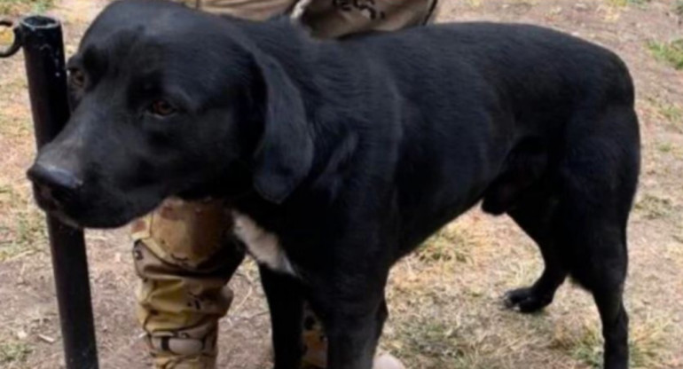 "Callejerito", el perro que salvó a tres nenes. Foto: gentileza Qué pasa salta.