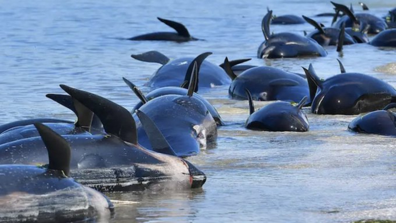 Ballenas varadas en Escocia. Foto X.