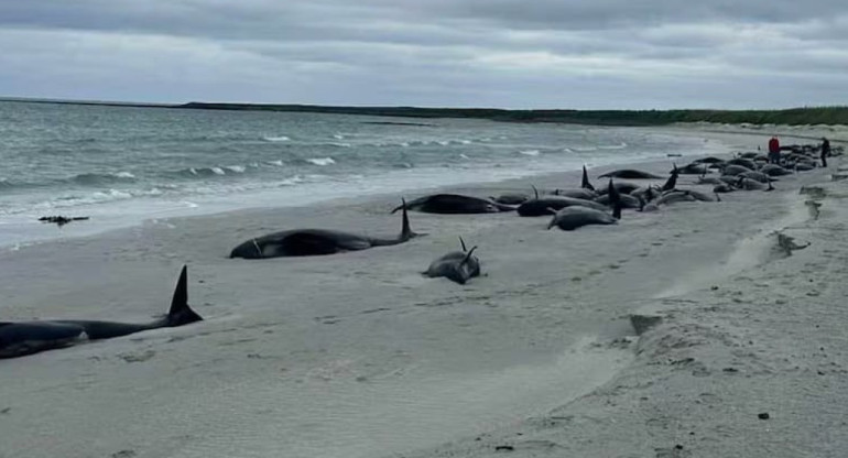 Ballenas varadas en Escocia. Foto X.