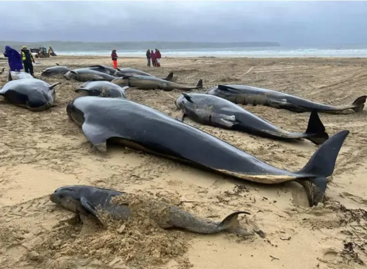 Ballenas varadas en Escocia. Foto X.