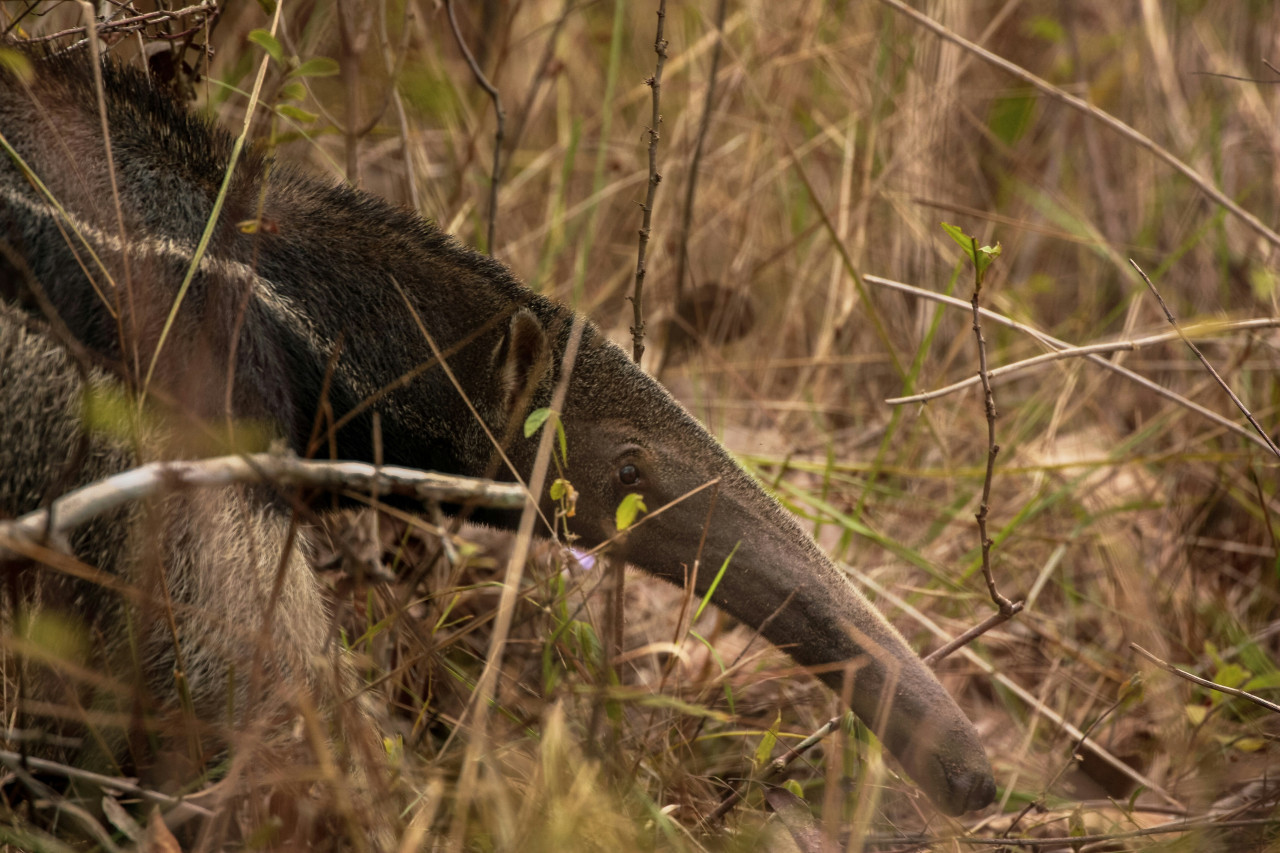 Oso hormiguero gigante. Foto: Unsplash