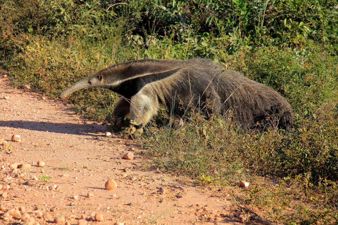 Oso hormiguero gigante. Foto: Unsplash