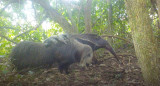 Nacieron osos hormigueros mellizos en el Parque Nacional Iberá. Foto: X