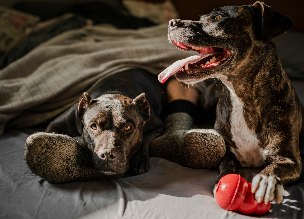 Perros. Foto Unsplash.