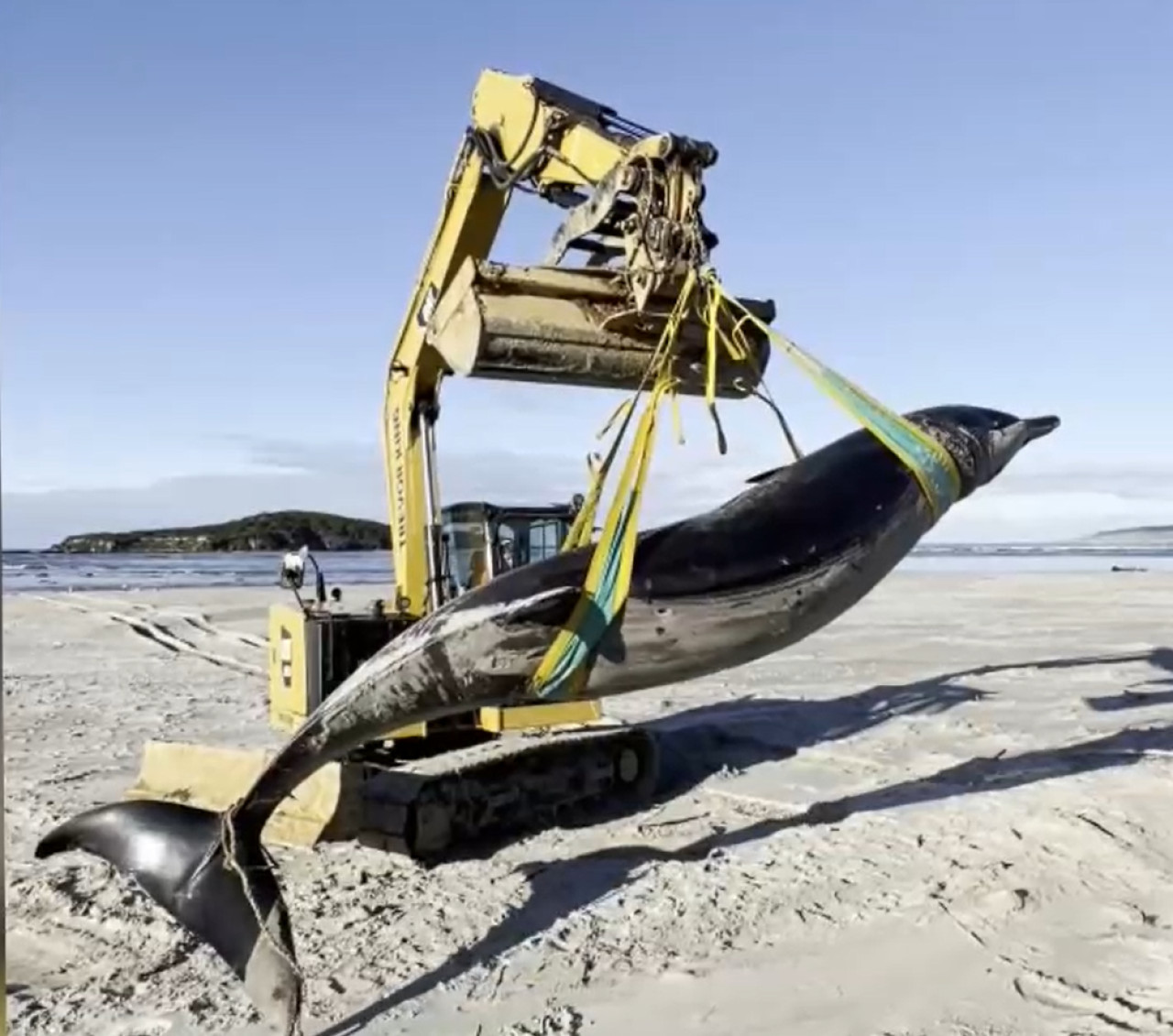 Podrían ser los restos de una ballena picuda de Bahamonde. Foto: captura video EFE.