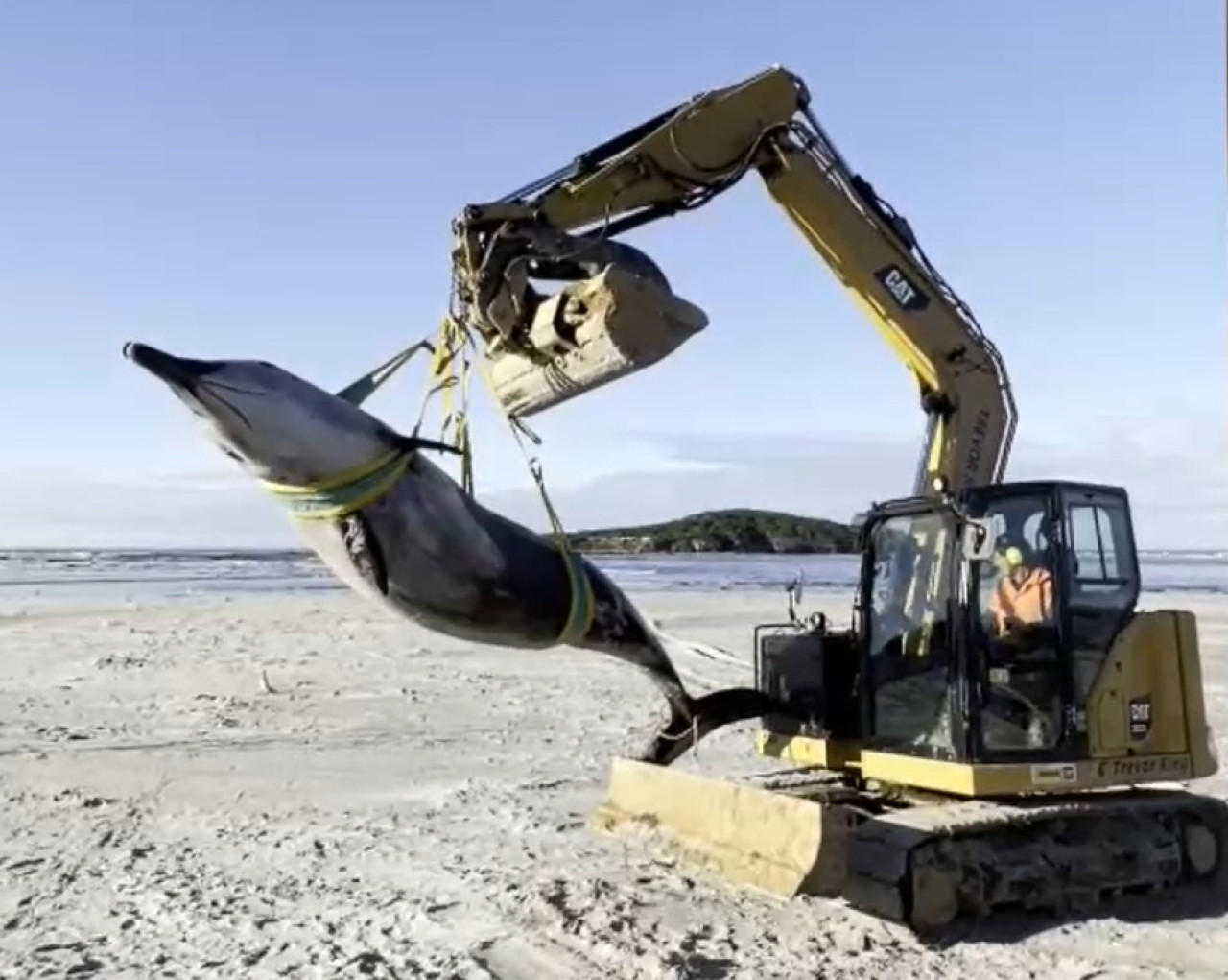 Podrían ser los restos de una ballena picuda de Bahamonde. Foto: captura video EFE.