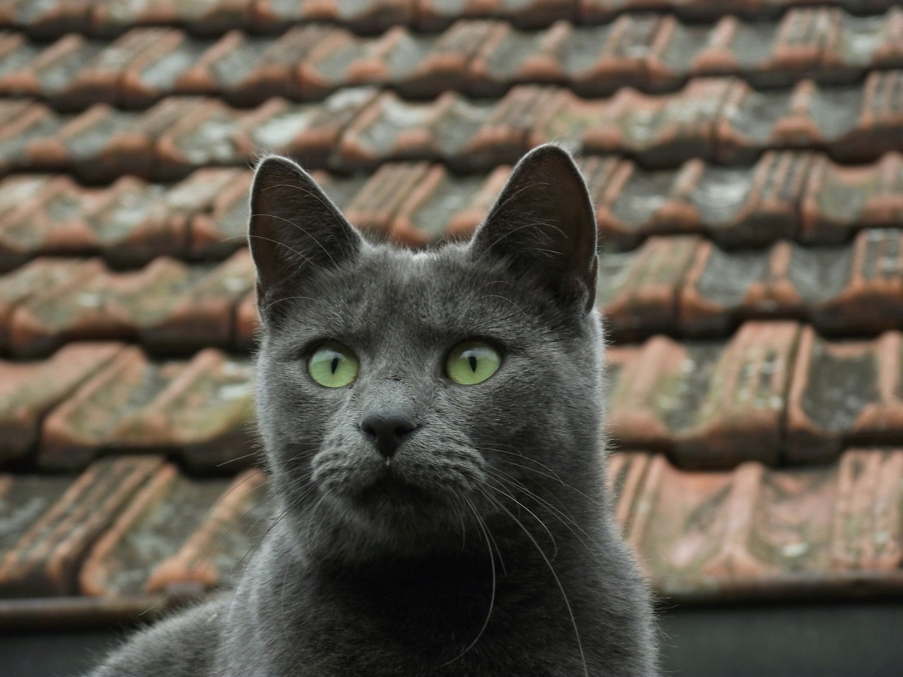 Gato gris. Foto Unsplash.