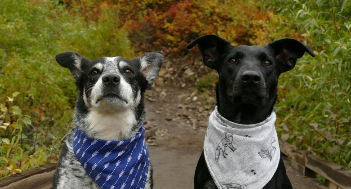 Perros; mascotas. Foto: Unsplash.