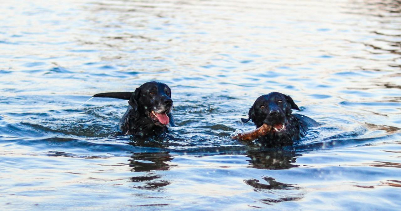 Perros; mascotas. Foto: Unsplash.