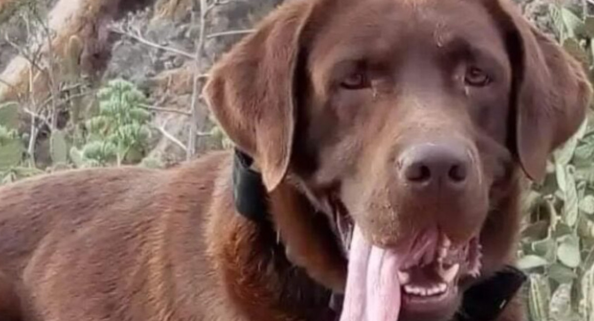 Nerón, el perro rastreador que ayudó en el caso de Loan. Foto: X.