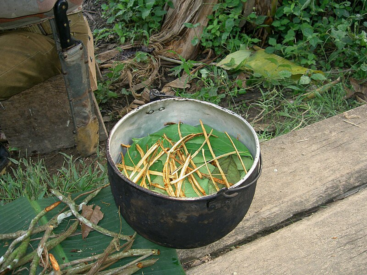 Ayahuasca. Foto: Wikipedia.