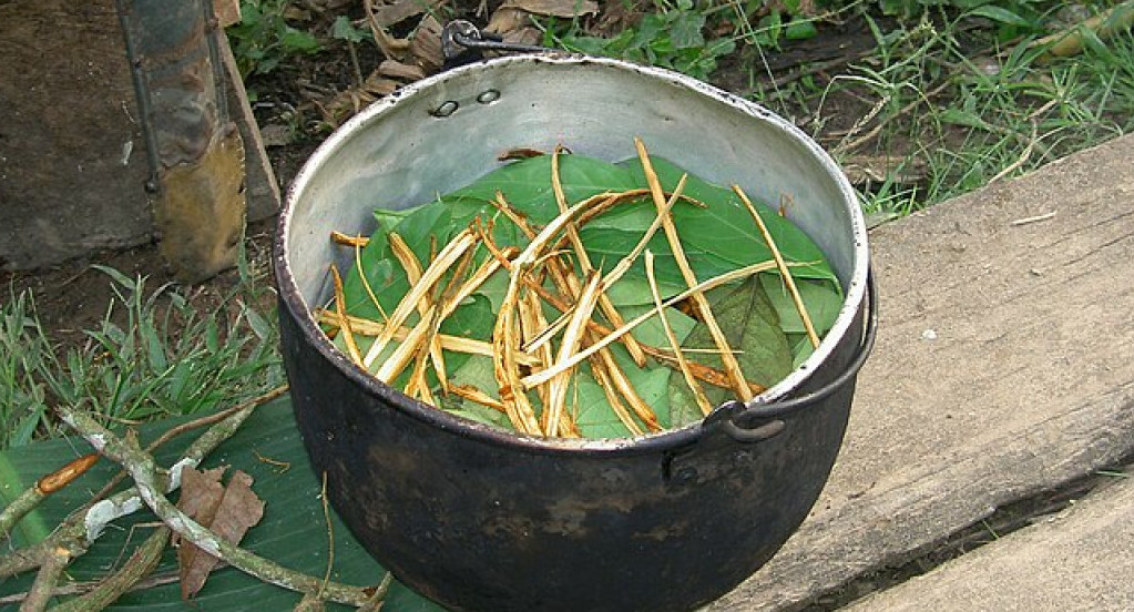 Ayahuasca. Foto: Wikipedia.