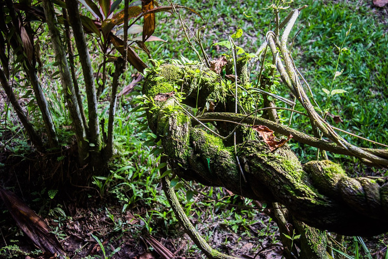 Ayahuasca. Foto: Wikipedia.