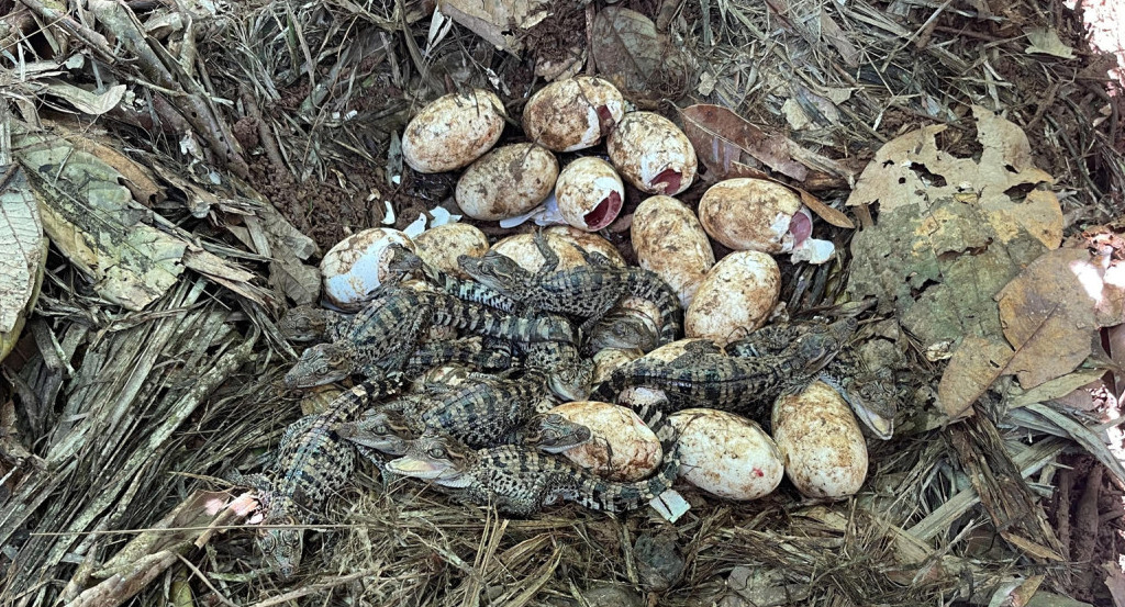 Nacen 60 crías del casi extinto cocodrilo siamés en una zona selvática de Camboya. Foto: EFE.