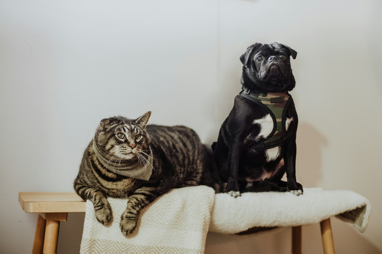 Perro y gato. Fuente: Unsplash.