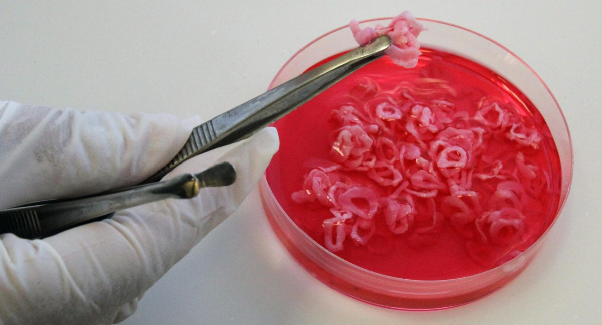 Carne cultivada en laboratorio. Foto: EFE.