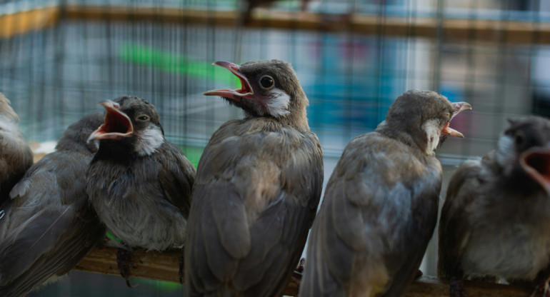 El canto de los pájaros. Foto: Unsplash.